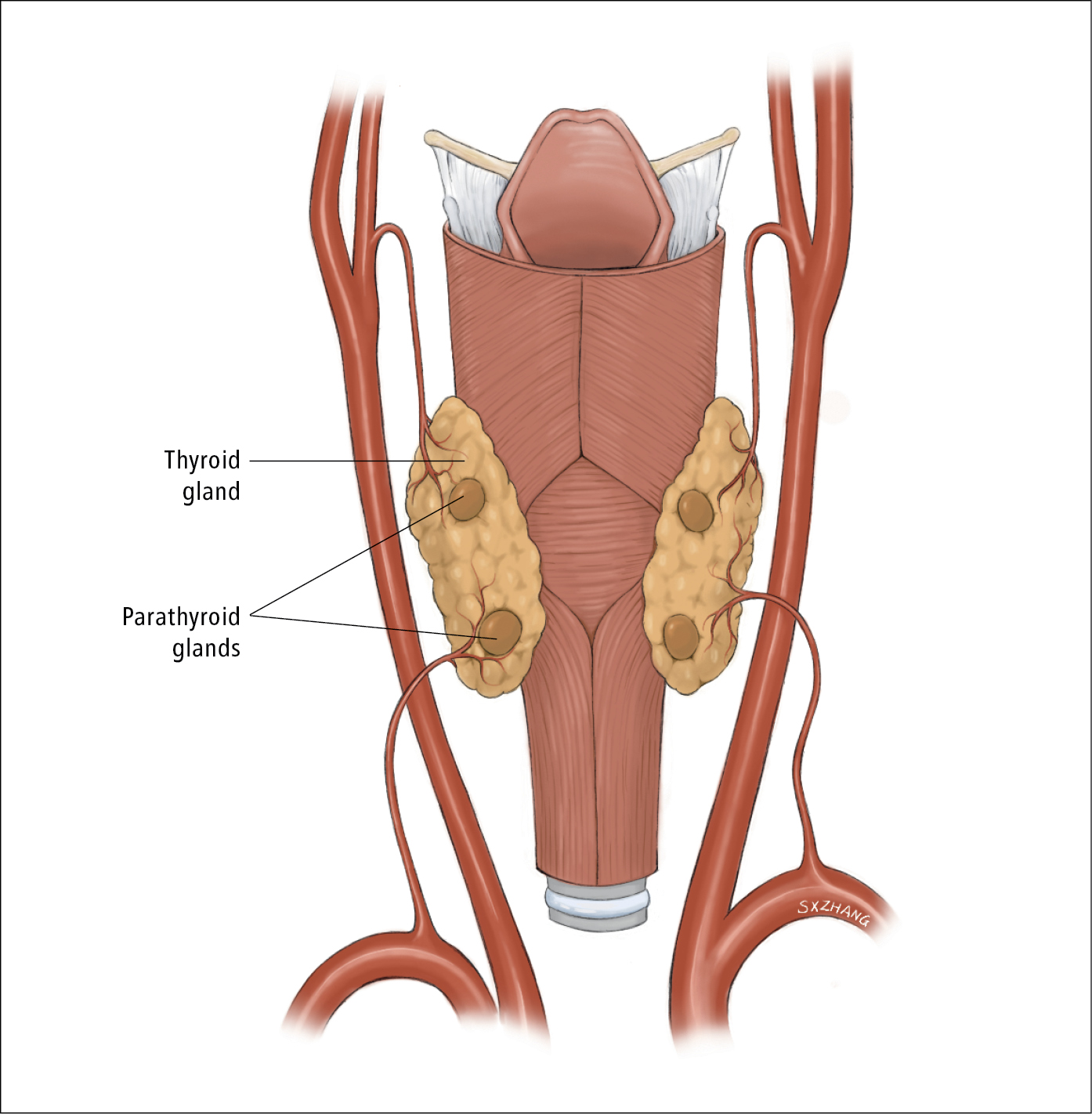 The Adrenal And Parathyroid Glands Alka clean Detox And Tissue